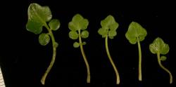 Cardamine alalata. Rosette leaf variation.
 Image: P.B. Heenan © Landcare Research 2019 CC BY 3.0 NZ